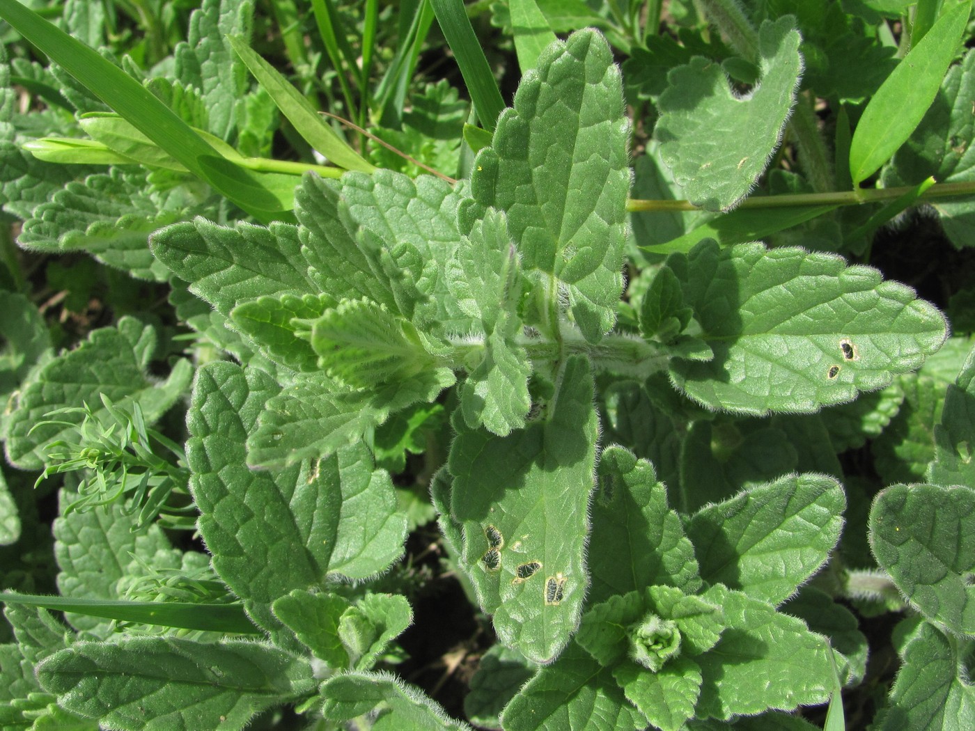 Image of Nepeta parviflora specimen.