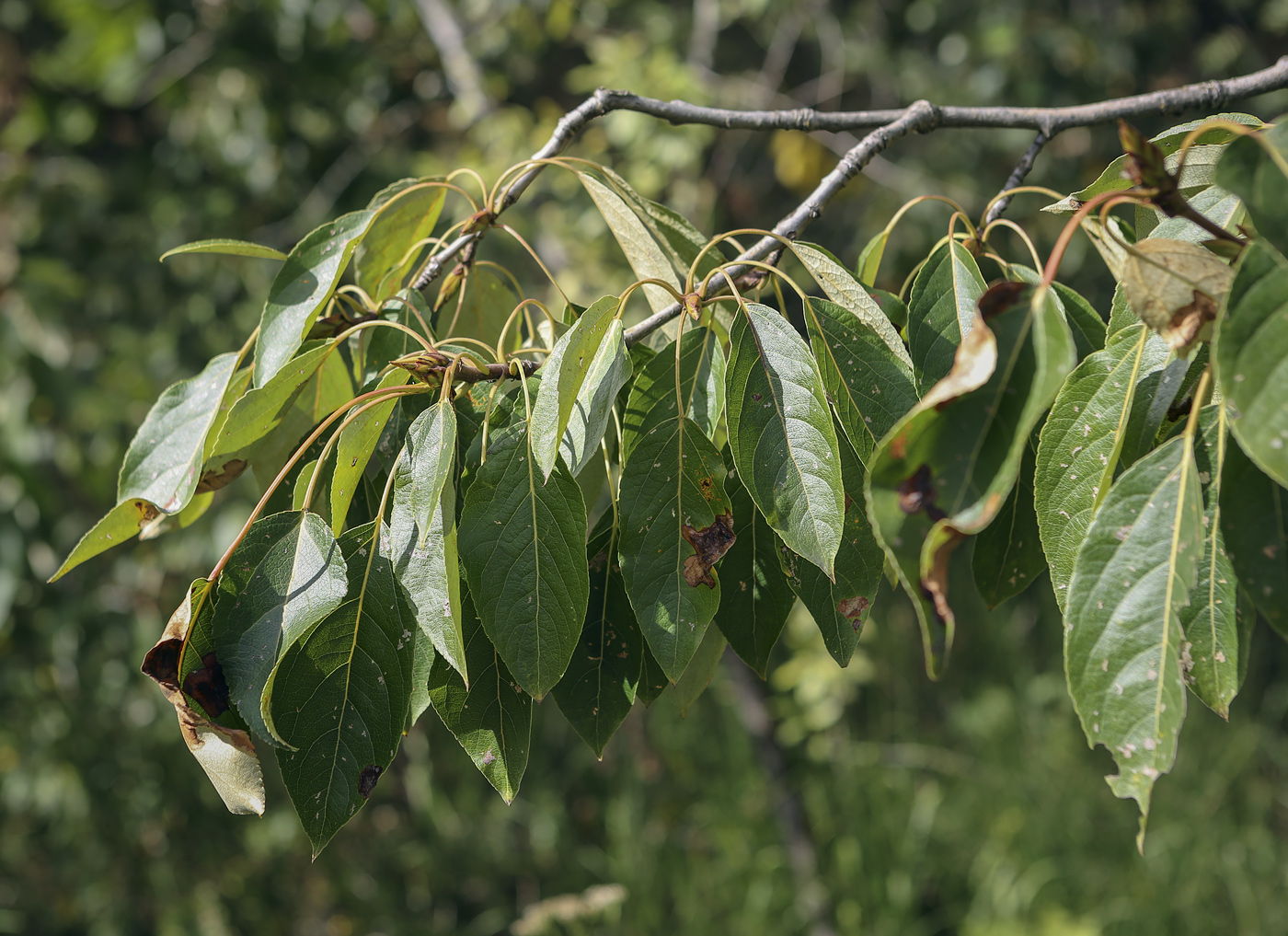 Image of Populus longifolia specimen.