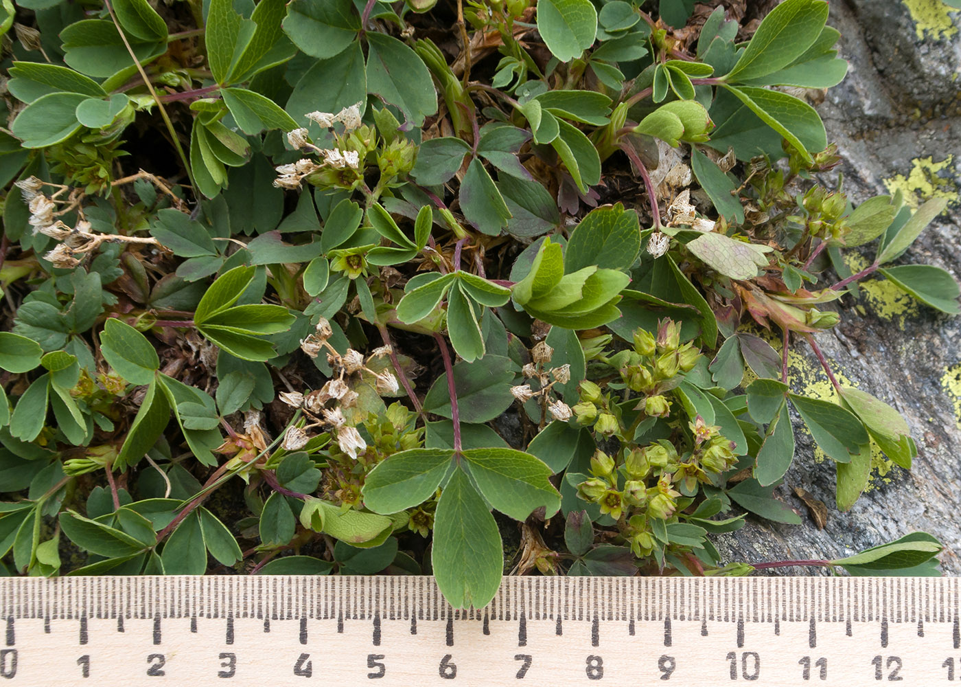 Image of Sibbaldia semiglabra specimen.