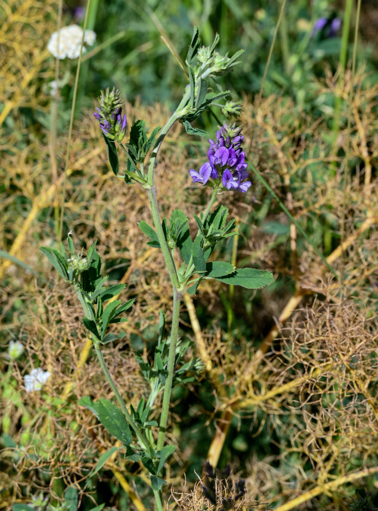 Изображение особи Medicago sativa.