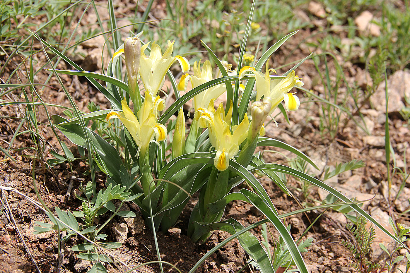 Image of Juno orchioides specimen.