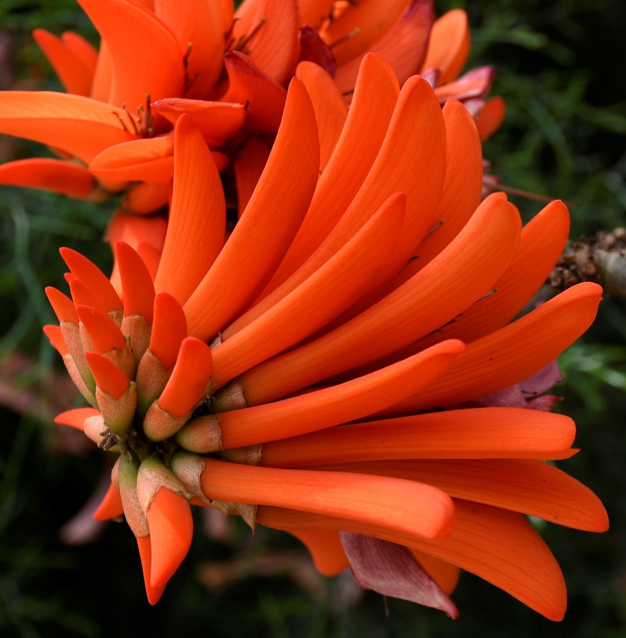 Image of Erythrina corallodendron specimen.