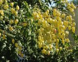 Koelreuteria paniculata