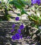 genus Pleroma. Верхушка побега с соцветием. Чили, обл. Valparaiso, провинция Isla de Pascua, г. Hanga Roa, ботанический сад. 06.03.2023.