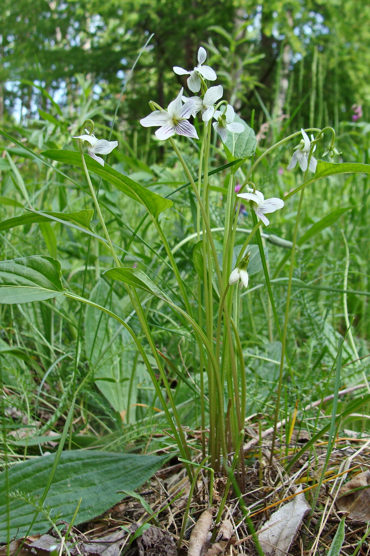 Image of Viola patrinii specimen.