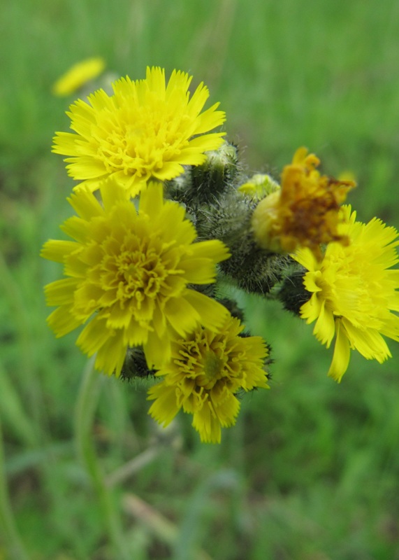 Image of Pilosella vaillantii specimen.