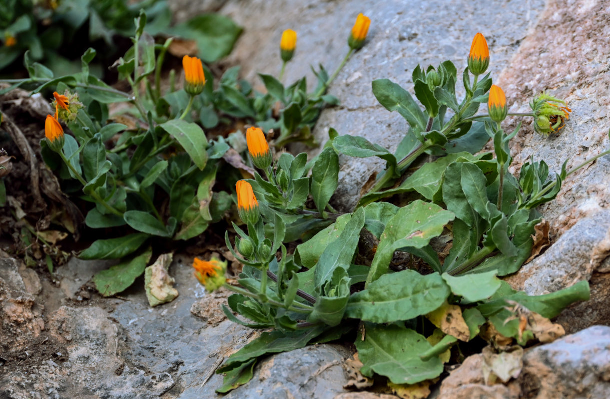 Image of Calendula arvensis specimen.