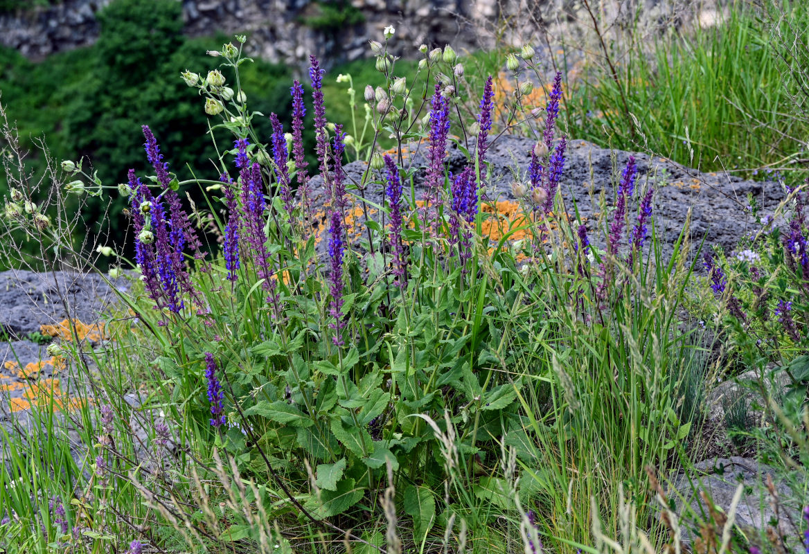 Image of Salvia nemorosa specimen.