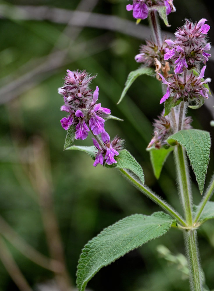 Image of Stachys balansae specimen.