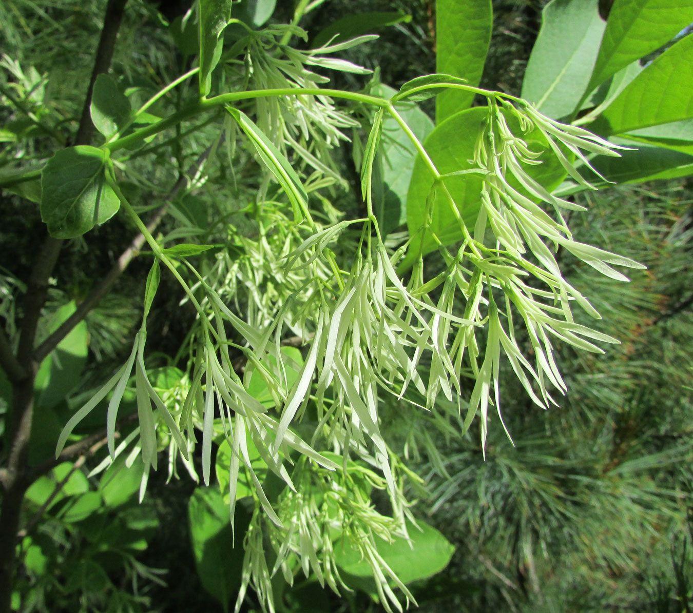 Image of Chionanthus virginicus specimen.