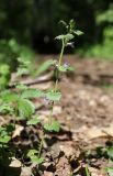 Glechoma hederacea. Цветущее растение. Нижегородская обл., Арзамасский р-н, окр. с. Пустынь, смешанный лес. 25 мая 2024 г.