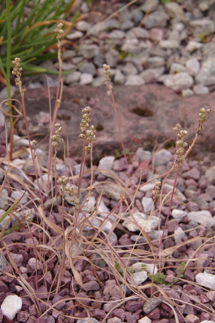 Image of Hyacinthella lazulina specimen.