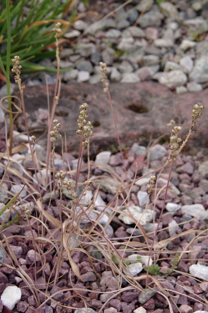 Image of Hyacinthella lazulina specimen.