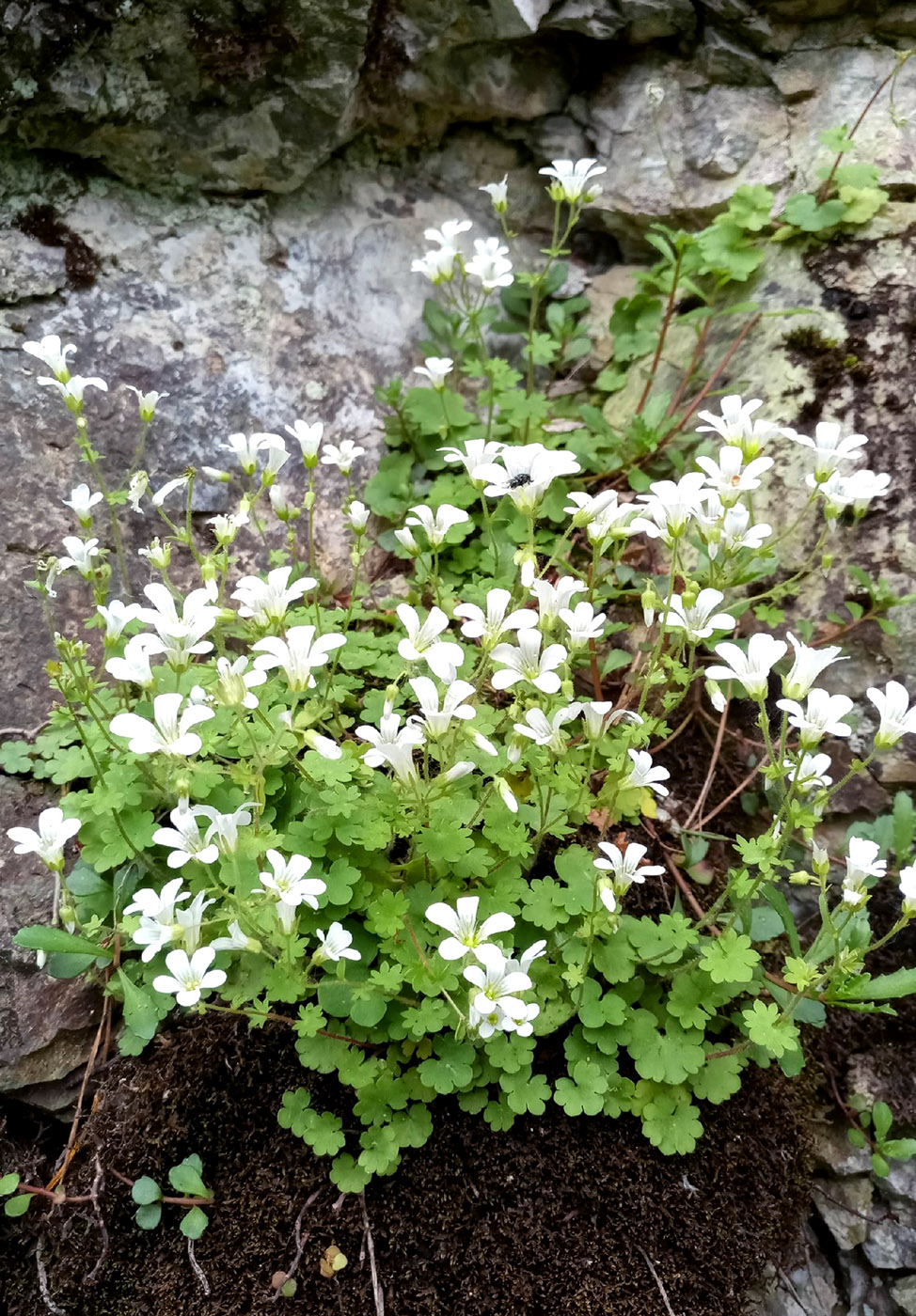 Изображение особи Saxifraga sibirica.