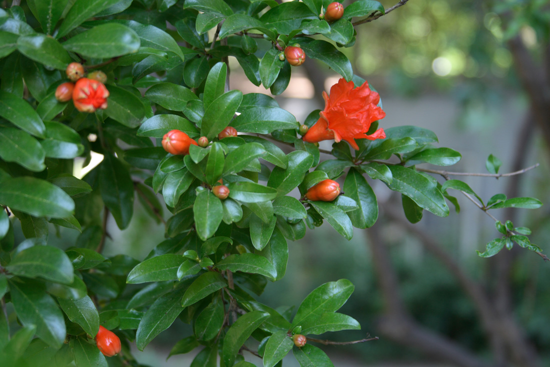 Image of Punica granatum specimen.