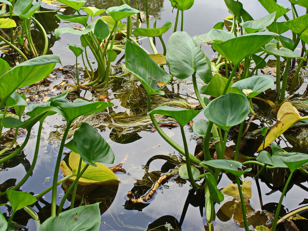 Image of Calla palustris specimen.