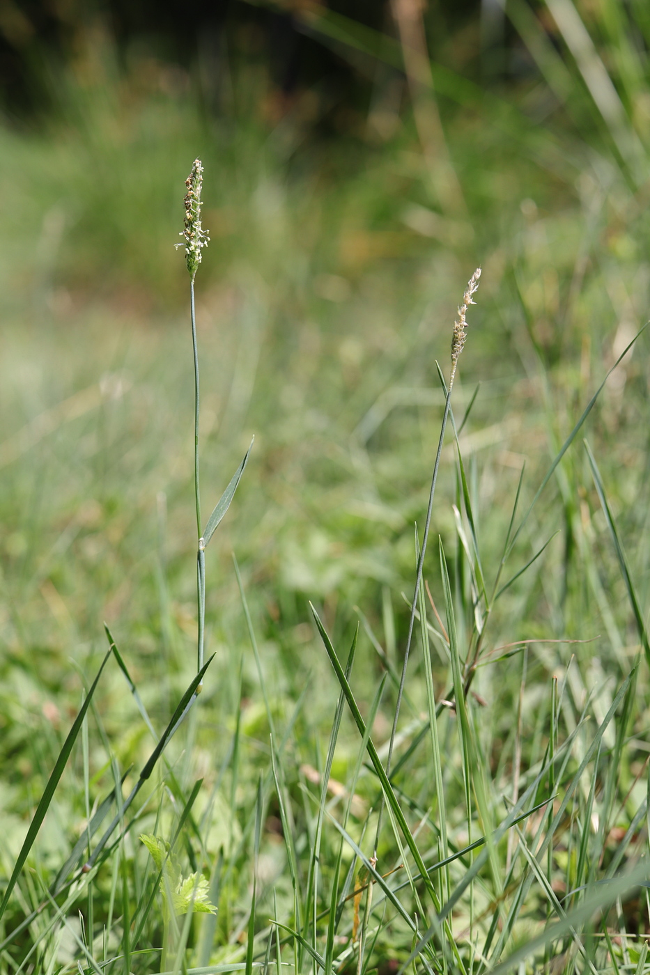 Image of Alopecurus aequalis specimen.