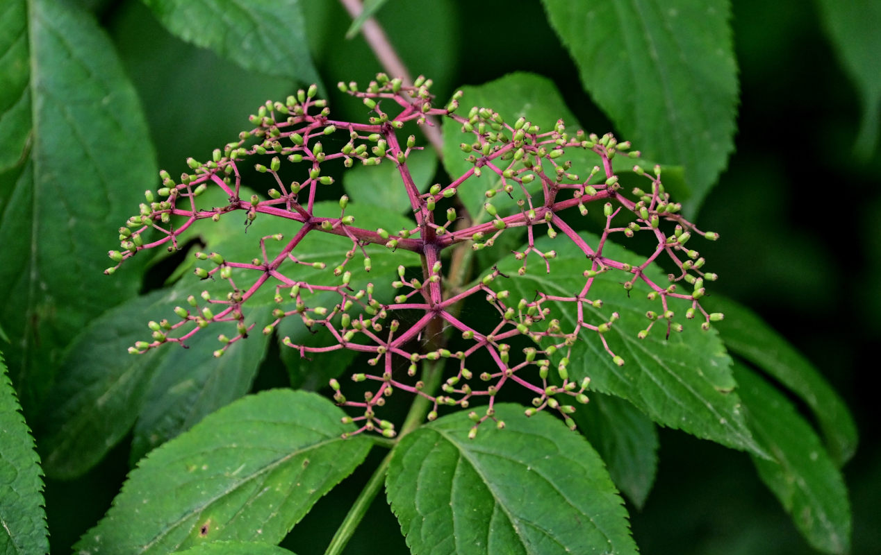 Image of Sambucus nigra specimen.