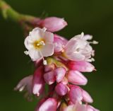 Persicaria pilosa. Часть соцветия. Приморский край, г. Владивосток, территория БСИ ДВО РАН, обочина грунтовой дороги. 12.08.2024.