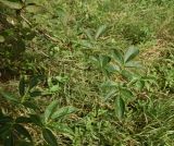 genus Sambucus