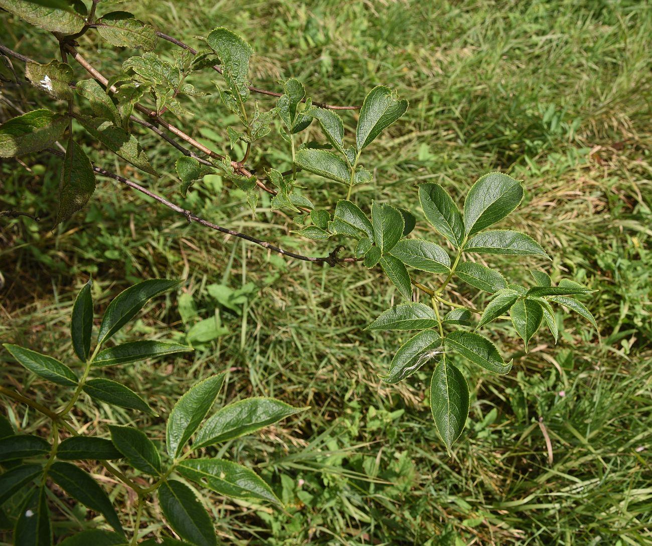 Image of genus Sambucus specimen.