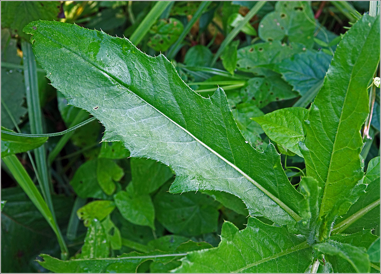 Image of Cirsium arvense specimen.