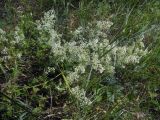 род Galium