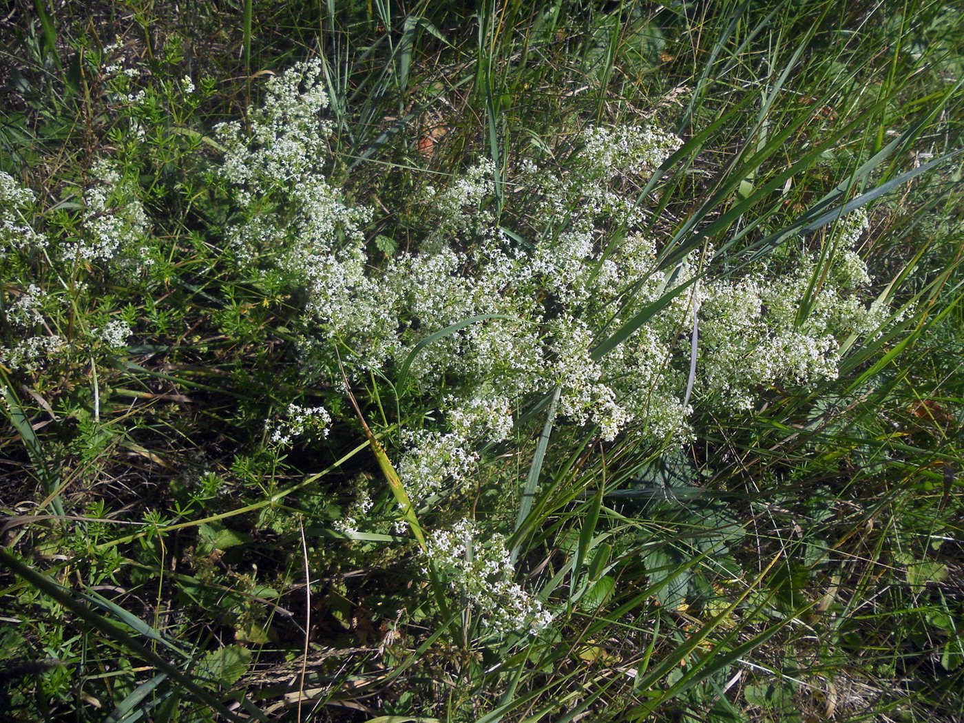 Image of genus Galium specimen.