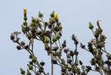 Sonchus palustris. Остатки соплодий, отдельные плоды-семянки, бутонизирующие и доцветающие соцветия. Самарская обл., Камышлинский р-н, 1171-й километр трассы М-5 Урал, берег р. Телегас, луг. 8 сентября 2023 г.