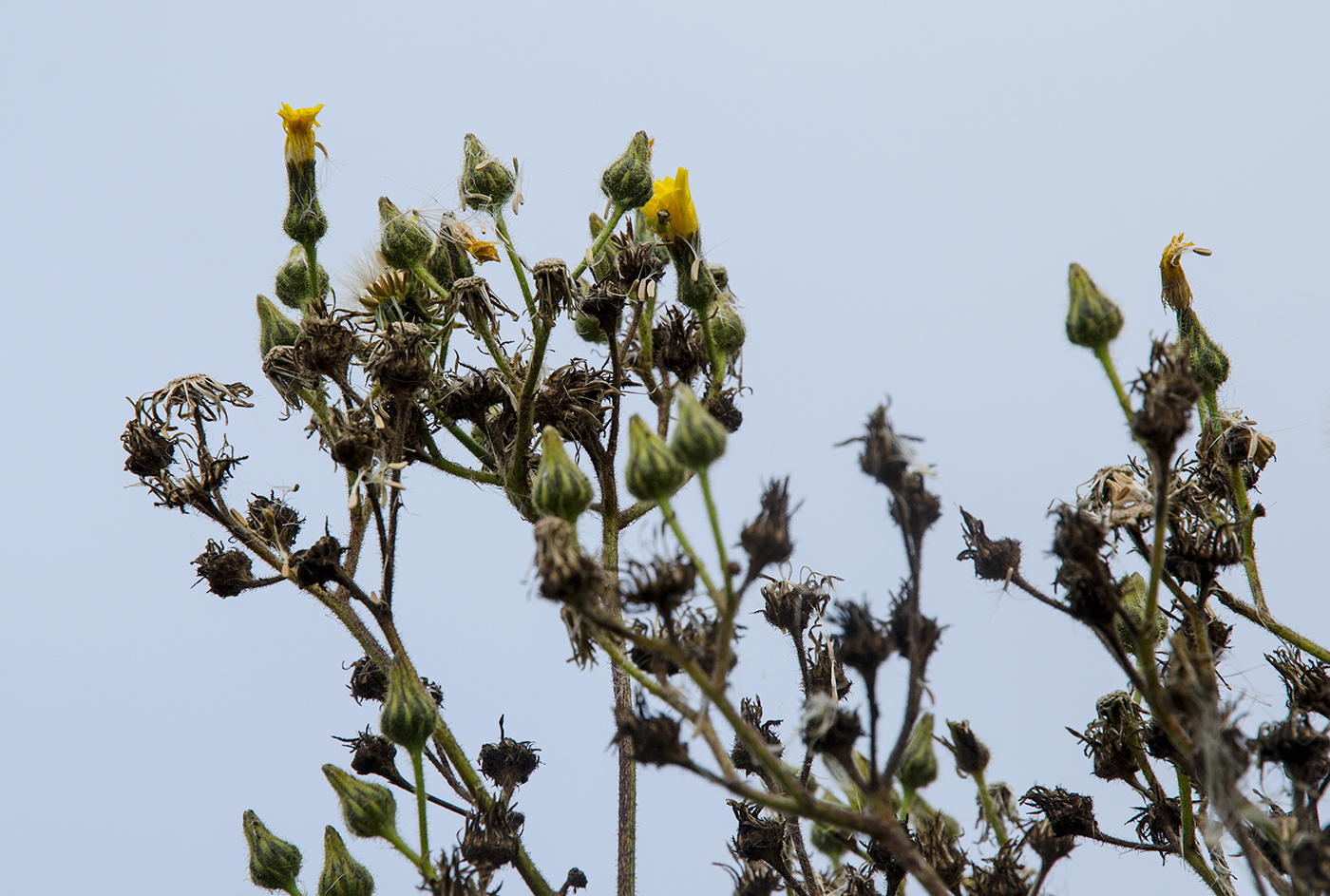 Изображение особи Sonchus palustris.