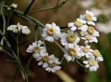 Achillea ptarmica