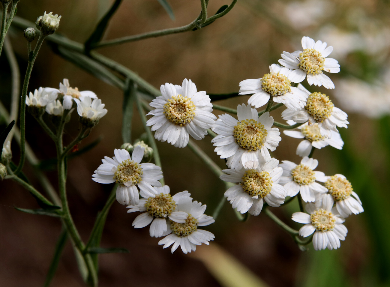 Изображение особи Achillea ptarmica.