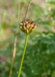 Trollius riederianus. Верхушка побега с плодом. Камчатский край, Елизовский р-н, берег оз. Тахколоч, луг. 04.08.2024.