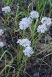 Allium amplectens