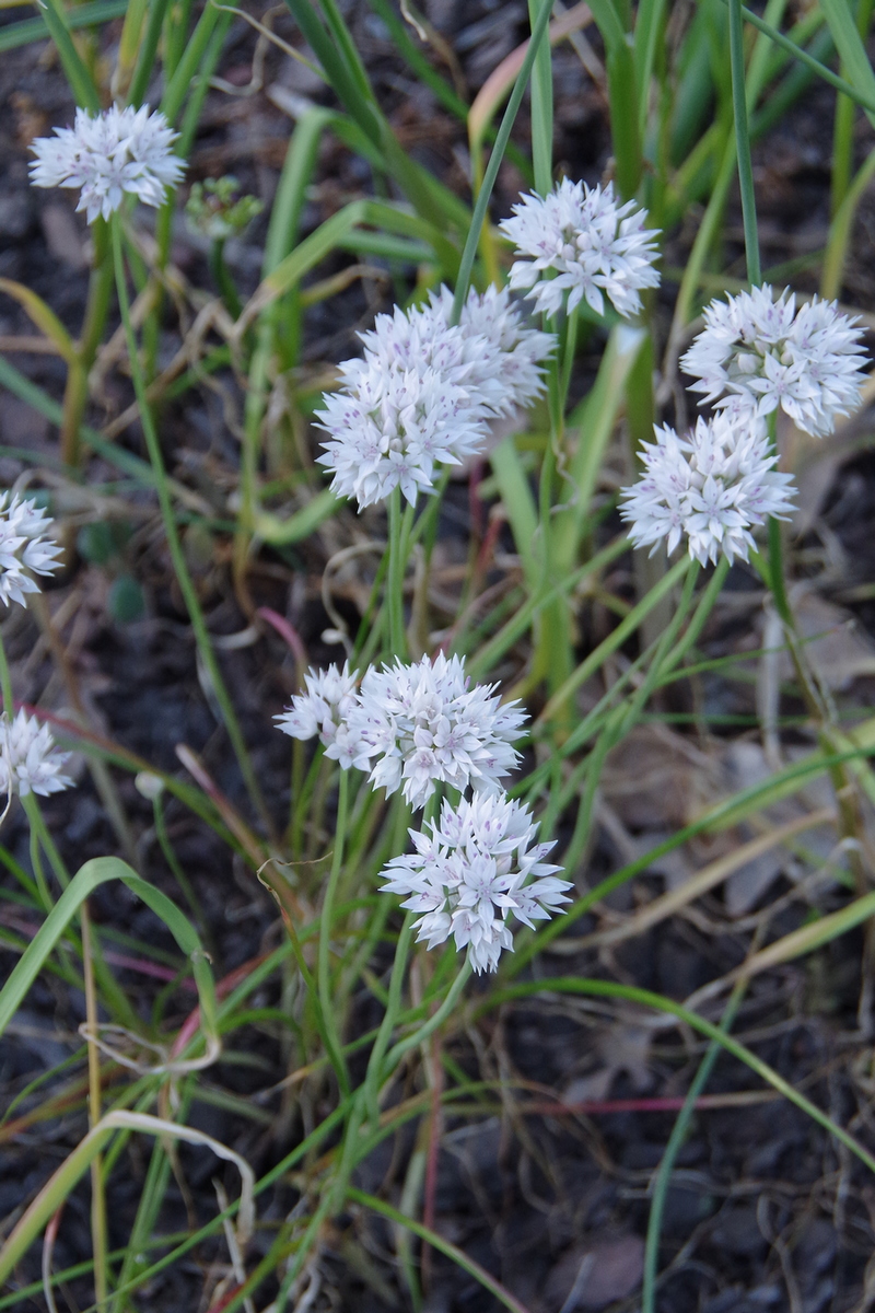 Изображение особи Allium amplectens.