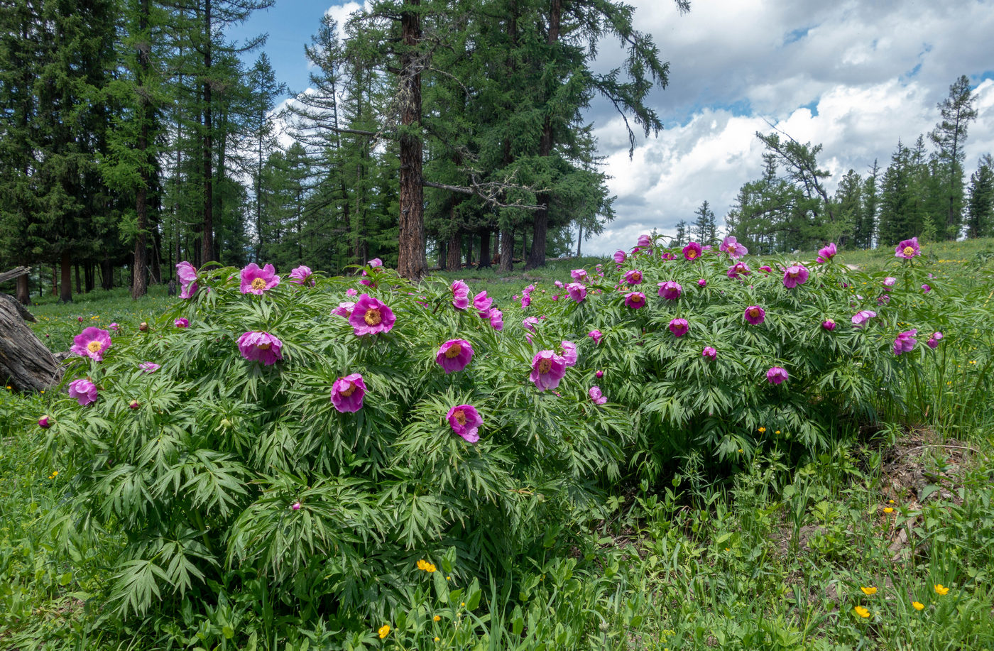 Изображение особи Paeonia anomala.