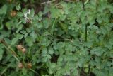 genus Thalictrum. Листья. Чечня, Шаройский р-н, долина р. Цесиахк, рядом с домом Мансура, выс. ок. 1500 м н.у.м., луг. 28 июня 2024 г.