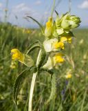 Rhinanthus vernalis