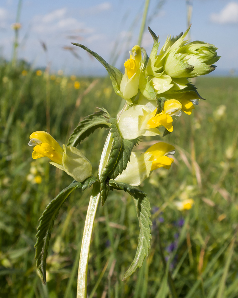 Изображение особи Rhinanthus vernalis.