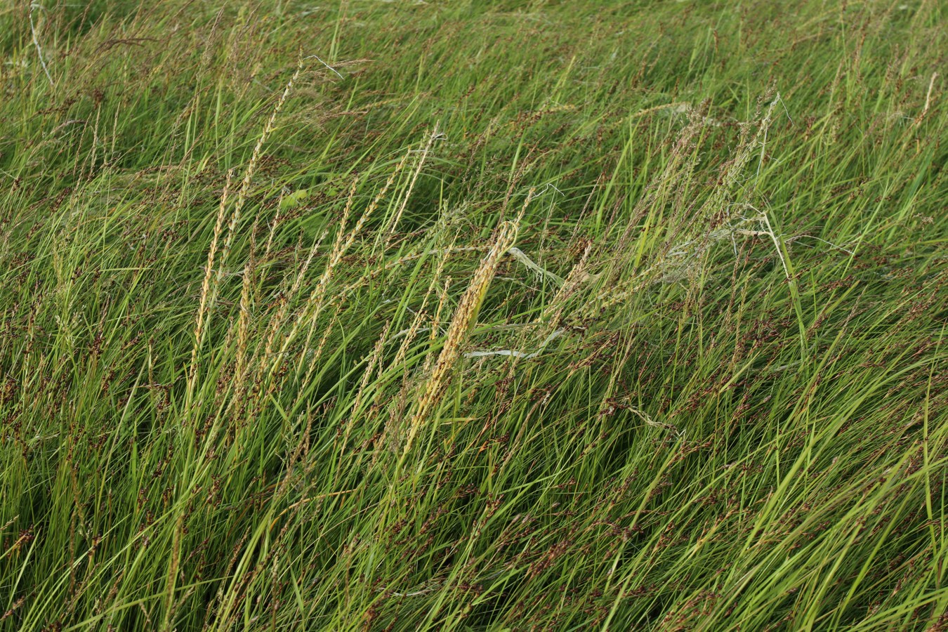 Image of Triglochin maritima specimen.