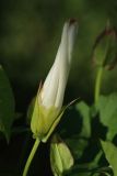 Calystegia sepium. Бутон в вечернем свете. Беларусь, Витебская обл., пос. Езерище, опушка древесных зарослей у малопроезжей грунтовой дороги. 12.07.2024.