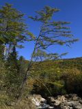 Larix olgensis