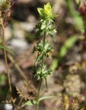 Sideritis montana