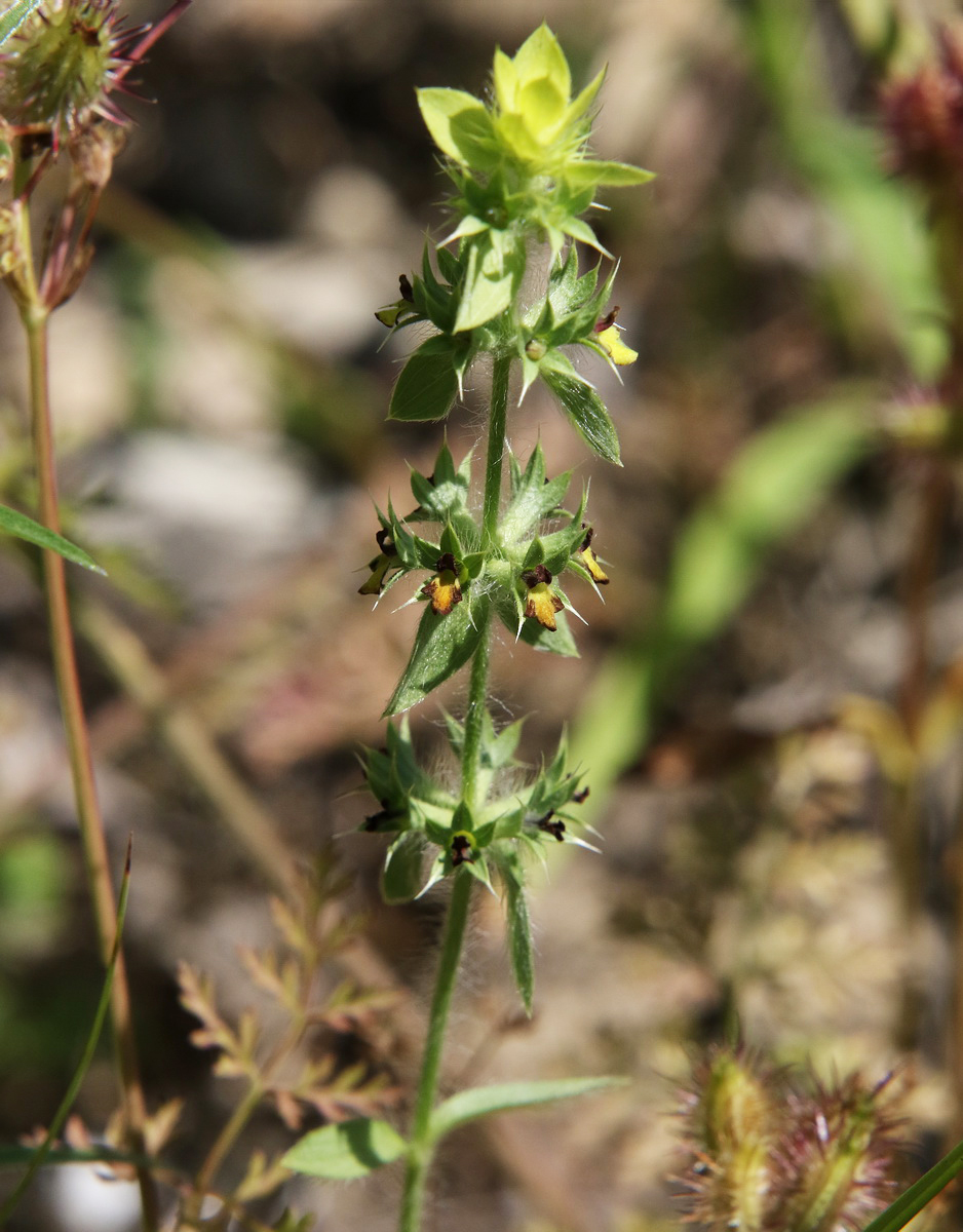 Image of Sideritis montana specimen.