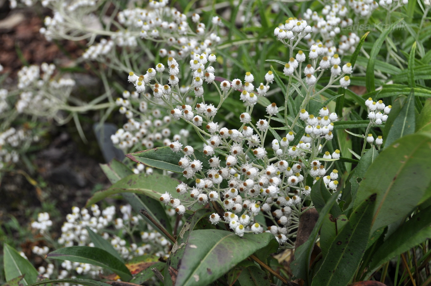 Изображение особи Anaphalis margaritacea.