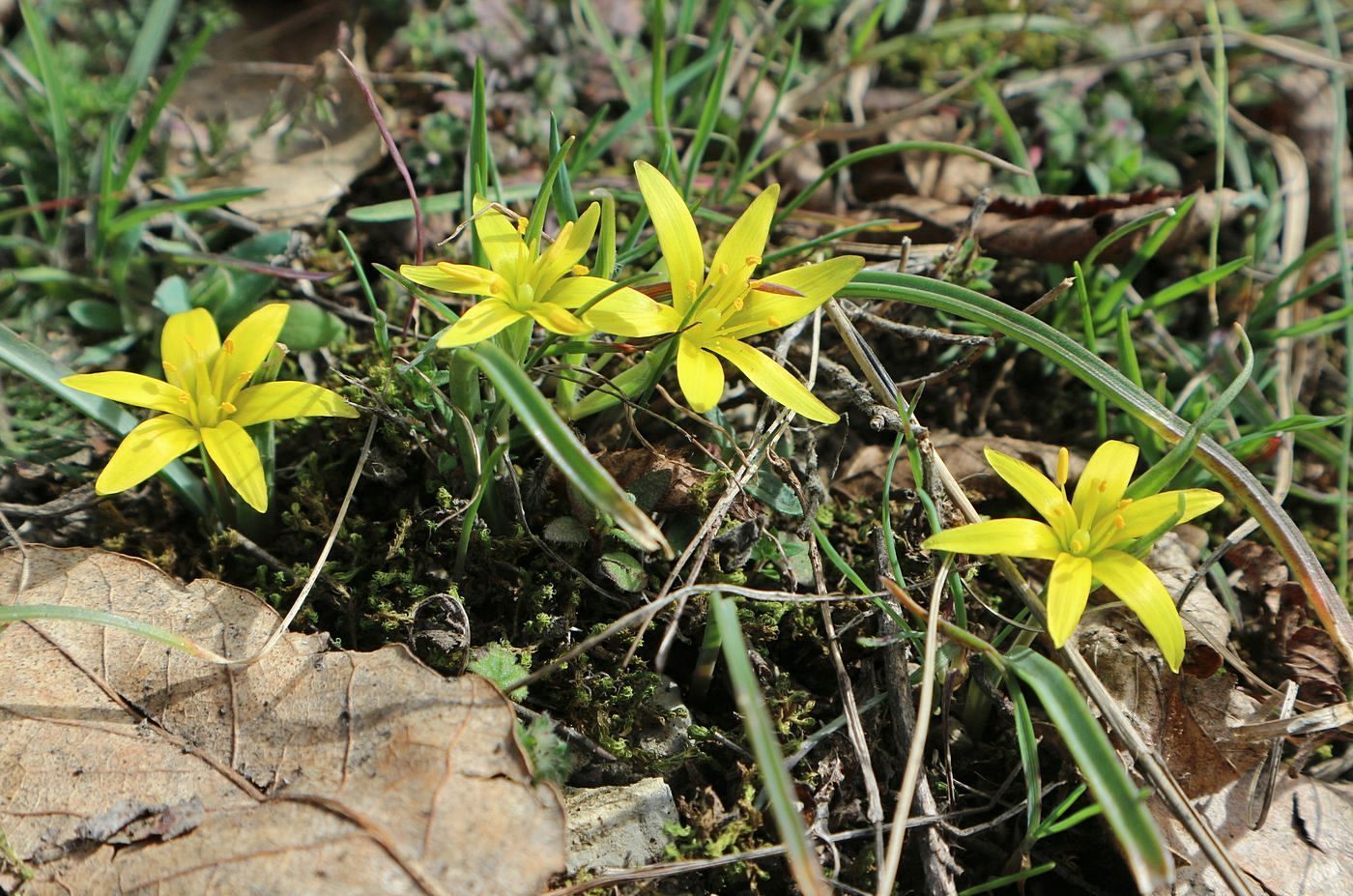 Image of genus Gagea specimen.