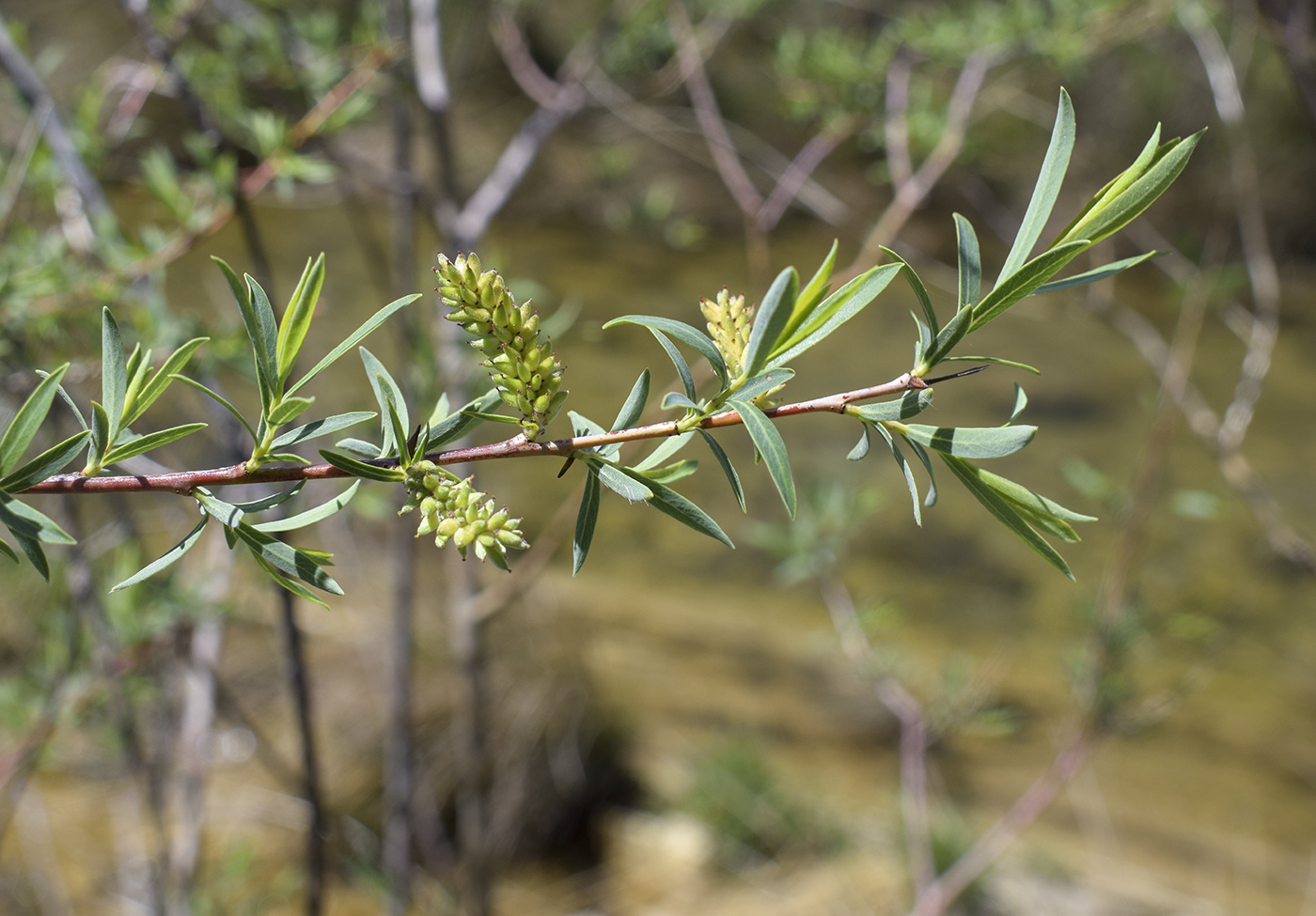 Image of Salix purpurea specimen.