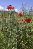 View full-size image Papaver rhoeas