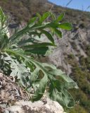 View full-size image genus Centaurea