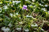 Смотреть изображение Viola hederacea